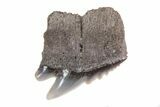 Fossil Cow Shark (Notorynchus) Tooth - Maryland #71089-1